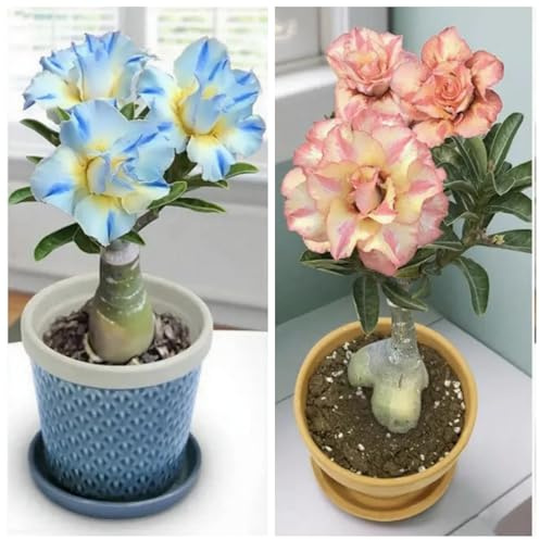 Vnuhgzs Rosa del deserto perenne resistente al freddo/nuova preferita per interni/fiorisce ogni anno-3 Rizoma-C