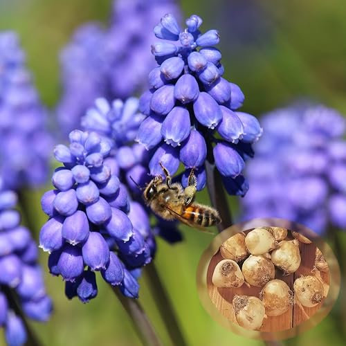 15 Muscari Armeniacum Grape Hyacinth Bulbs Corms Autumn Growing Summer Flowering