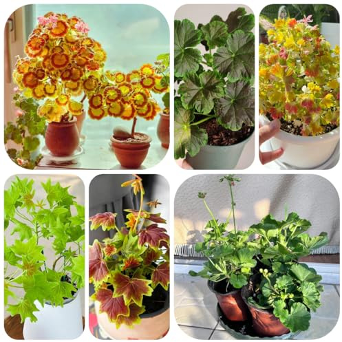 geranien, pelargonium hochbeet schnittblumen gartenblumen, kräuterpflanzen balkonblumen, wohnzimmer deko bio blumenbeet topfpflanzen 30samen