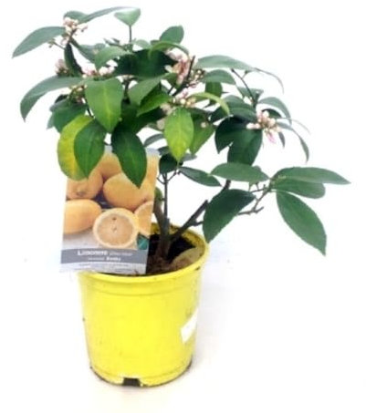 Planta natural Limonero Enano, 30-40 cm. Citrus Limon. Árbol de hojas verdes brillantes, produce frutos amarillos y ácidos, ideal para jardines soleados. Segura Garden.