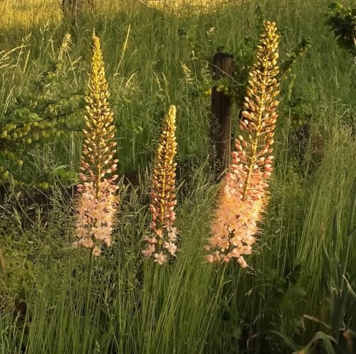 RARITÄT : Eremurus Ruiter Mix - Steppenkerzen 3 Rhizome