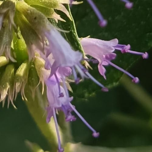 semi di ortica profumata, medicinali da appartamento ortica profumata primaverili, resistenti balcone giardino 400pcs