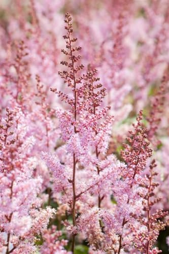 Astilbe chinensis 'Serenade' 9x9 cm Topf – Winterhart, Mehrjährig, Pflegeleicht – Prachtspiere – Staude für Garten & Schattenbeet