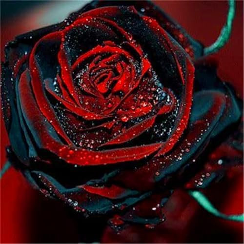 Blumenzwiebel Mix, MysteriöSe Magische GlüHbirne, Rosen Zwiebeln, Seltene Pflanze, MehrjäHrige, Exotisch, Stauden, Lebende Pflanzen, Hausgarten, Winterhart Pflanzen, 5zwiebeln-H