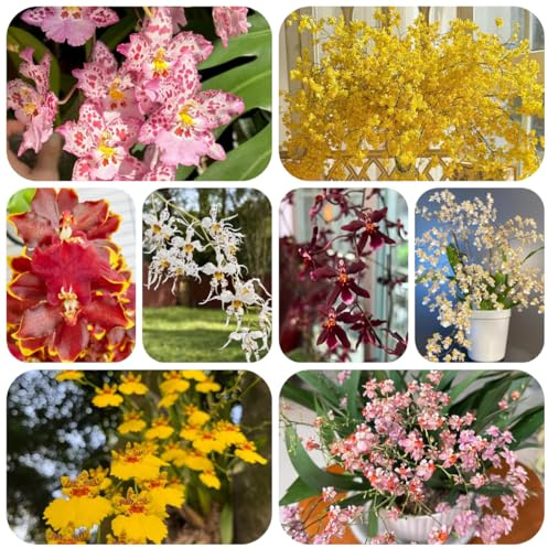 semi di orchidea oncidium rare, decorazione del soggiorno orchidee recisi ornamentali decorazione decorativi balcone 60pcs