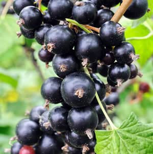 Ribes Blackcurrant Blanka Bush - 20-30cm in Height - High Yielding Blackcurrant Plant