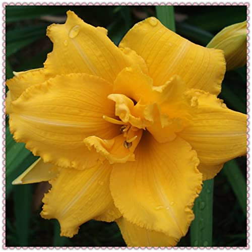 Taglilie Hemerocallis Bulbi Bulbi von Hemerocallis ist leicht resistent, da sie wächst