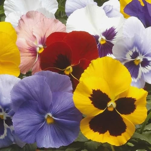 1 Pack of 125 SEEEDS Pansy Winter Hiemalis Mixed