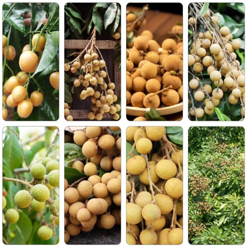 longán semi biologici espaldera giardino colonnario interni semi di nanni di balcone gustoso resistenti Camas 8pcs