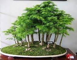 30 Wacholder Bonsai-Baum-Samen Topfblumen Büro Bonsai reinigen die Luft absorbieren schädliche Gase
