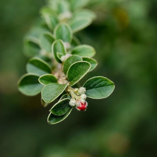 semi di cotoneaster nano da tappeto esotiche resistenti, ornamentali resistenti da balcone, arbusti giardino in vaso, decorativi giardino perenni 10pcs