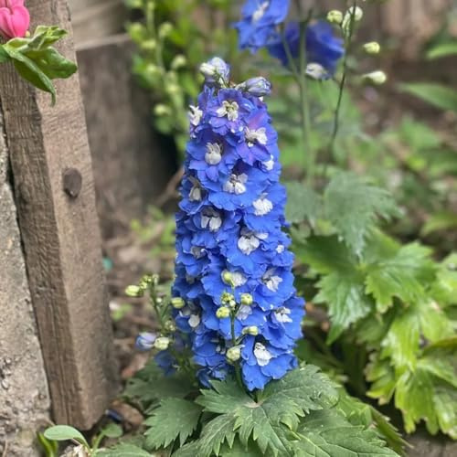 delphinium - Delphinium - di esotici di selvatici Decorazioni per giardini esterni, ornamentali per luoghi soleggiati primaverili, 650semi
