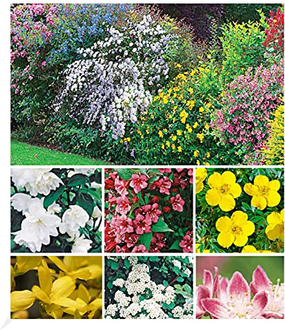 BALDUR Garten 11er Hecken-Kollektion, Pflanzen im 13 cm-Topf | Bartblume, Großblumiges Johanniskraut, Deutzie, Brautspiere und Weigelie, winterhart, pflegeleicht, blühend, für 10 m Hecke