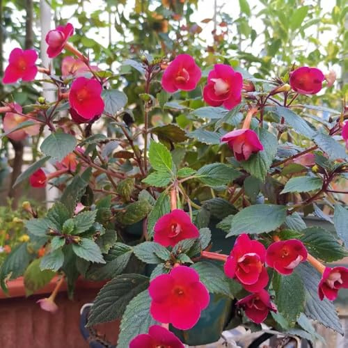Semilla de Achimenes, resistentes para balcones exóticas, perennes el jardín 85pcs