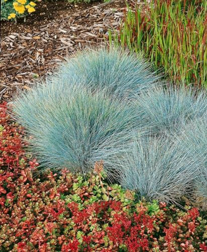 Festuca glauca 'Elijah Blue' 9x9 cm Topf – Winterhart, Mehrjährig, Pflegeleicht – Blau-Schwingel – Ziergras für Steingarten & Rabatte