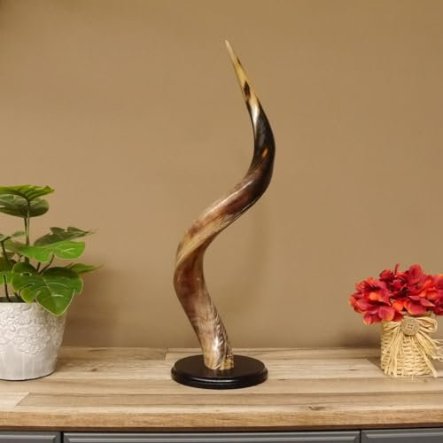 GTK Geweihe & Trophäen Krumholz Kudu 80.20.5.5 - Cuerno exterior (1 unidad, pulido, tamaño pequeño, 54 cm)