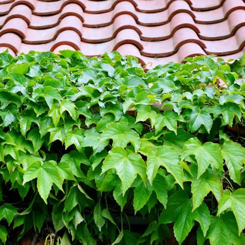 semi Parthenocissus tricuspidata - ufficio resistenti esterno vaso ufficio vaso Parthenocissus tricuspidata Aiuole rialzate giardino 400pcs