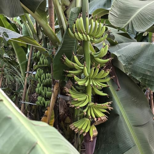 semillas de banano - banano - columnares, exóticas resistentes de plátano resistentes fresca, decoración salón 30pcs