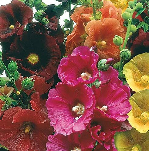 50 Seeds of Flower Hollyhock Giant Single Mixed