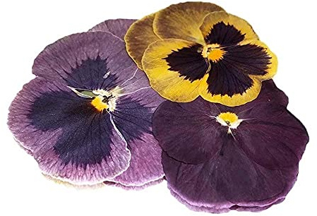 Pressed Pansy Edible Flowers