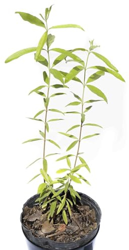 Hierbaluisa Natural Planta Aromática y Ornamental de Poco Mantenimiento