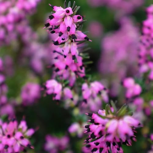 Heidekraut, stauden winterhart mehrjährig exotische balkonpflanzen seltene alte sorten dekopflanzen balkongewächshäuser blühende sträucher winterhart für sonnige plätze 350Samen