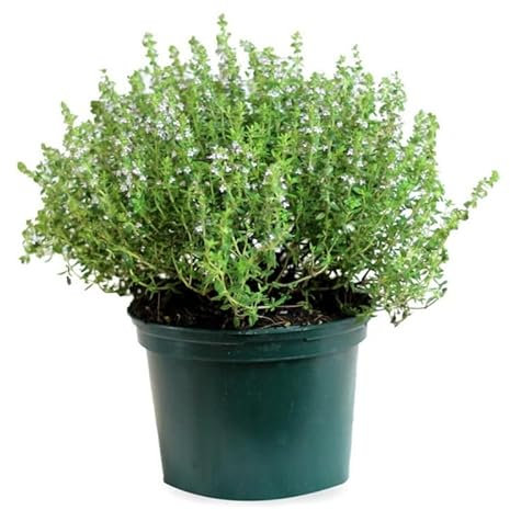 DECOALIVE Tomillo - Planta Natural Viva Aromática