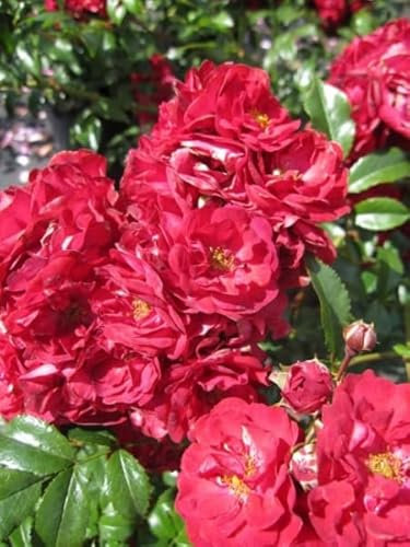 Bodendeckerrose Fairy Dance® - Rosa Fairy Dance® - blutrot - Duft+