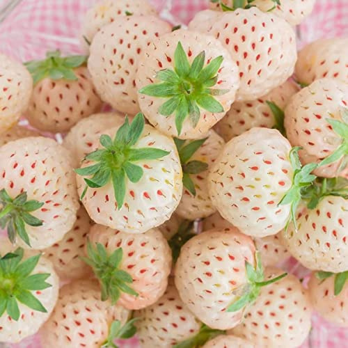 Erdbeerpflanzen 'Weiße Ananas-Erdbeere', süße Früchte ab März - Set mit 10 Pflanzen ERDBEEREN - Mehrjährig Frostbeständig, Sommerertrag für Ihren Garten
