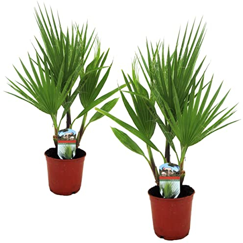 Plant in a Box - Washingtonia Robusta - 2er Set - Mexikanische Fächerpalme - Palmen Winterhart draußen - Topf 15cm - Höhe 50-60cm