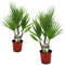 Plant in a Box - Washingtonia Robusta - Set de 2 - Palmera mexicana de abanico - Maceta 15cm - Altura 50-60cm
