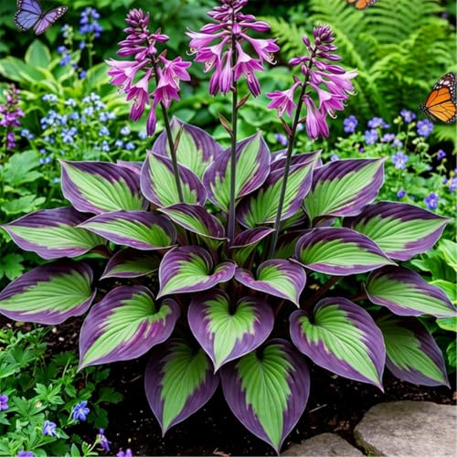 Easy-Hardy hosta - Garden Border Planting - Does not Wither in Winter - Foliage hosta Collection/That Grow Fast/Golden Jade Carving-4 Roots-D