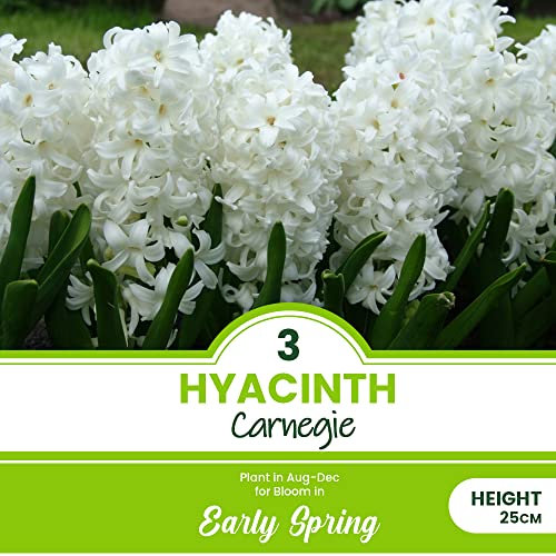 4 x Hyacinth Carnegie - Pristine Pure White Flowers with Intense Fragrance – Perennial - Blooms Early to Mid-Spring - for Your Beautiful Garden