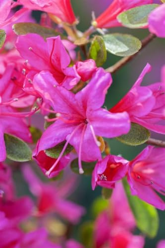 Japanische Azalee Rhododendron obtusum Geisha lila 30-40 cm winterhart | Lila Blüten, dichter Wuchs, ideal für Beet und Kübel, robust, langlebig, schnittverträglich, halbschattig