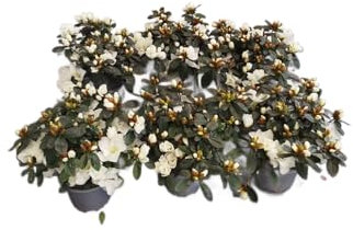 Azalea Blanca Pack 6 Plantas Naturales con Flores de Color Blanco