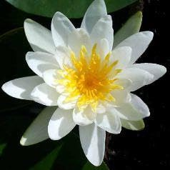 Ninfea 'Marliacea Albida' – Pianta Acquatica Viva a Radice Nuda Fiore Bianco Puro – Per Laghetti, Vasche e Stagni – Fioritura Estiva Abbondate – Coltivata in Italia