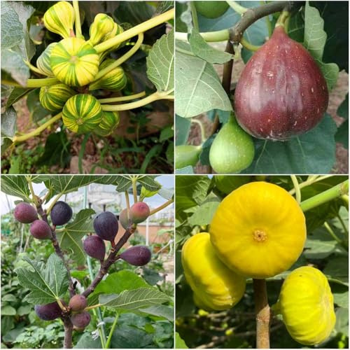 feigenbaum winterhart - dekopflanzen hochbeet balkon obstbaum pflanztöpfe obstsamen kübelpflanzen winterhart balkon winterharte stauden deko 160samen