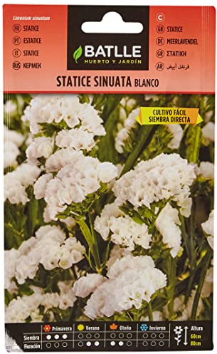 Semillas Batlle Statice Blanco