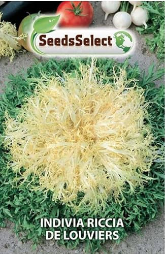 SEMI SEMENTI DI INDIVIA RICCIA DE LOUVIERS