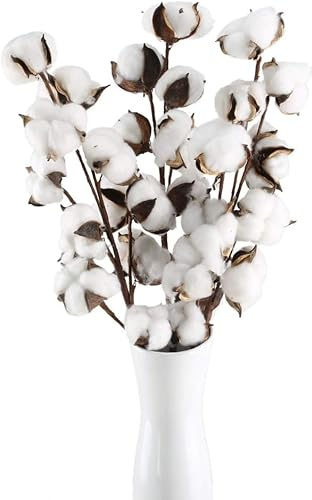 Minnhua 3PCS Flores de Algodon Secas Naturales Blancas 55cm Flor de Algodon Natural con 30 Cabeza de Ramos de Algodón Deco Planta Seca para Boda Fiesta Jarrones Mesa Hogar Navidad Decoracion Granja
