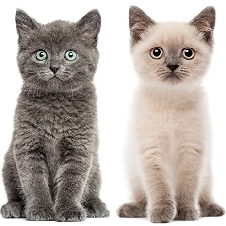 Set immagini per finestre cucciolo di gatto I realistico grande I stampato su entrambi i lati I adesivi per finestre I adesivi statici I protezione uccelli I autoadesivi rimovibili I dv978