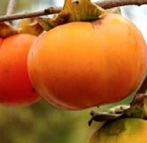 Albero Kaki Tipo - Età 3 anni