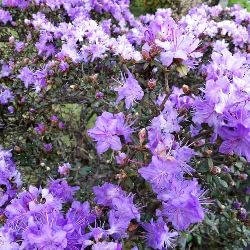 azalea semillas de perennes decoración trepadora prado de silvestres, siembra otoño, perenne semillas jardín decorativas silvestres 400pcs