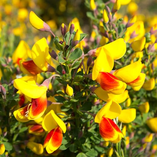 semi resistenti di ginestra - tappezzanti esterno perenni decorative balcone giardino 550pcs