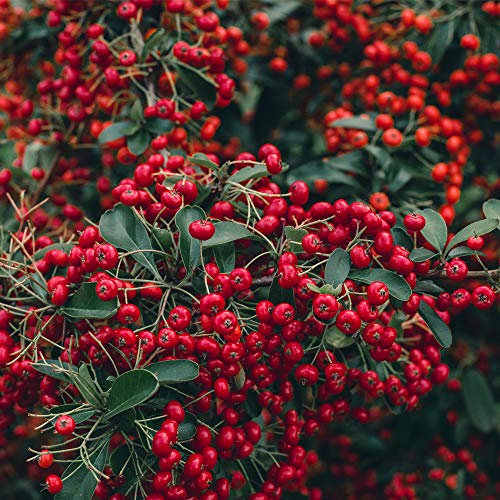 Potted Hardy Plant Pyracantha, Hardy Evergreen Shrub Firethorn with Red Autumn Berries for Gardens & Outdoors, 1 x Pyracantha Red Column Plant in a 2 Litre Pot by Thompson & Morgan