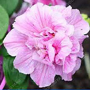 Cachi scuro: 100pcs Bonsai Petunia petali semi di colore misto doppio Petunia semi ibridi Con Professional Service Pack giardino della casa della decorazione del fiore cachi scuro di farmerly