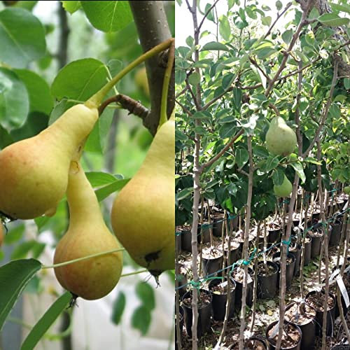 Pero San Giovanni (Pyrus communis) albero da frutta 2,5 anni 170 cm Vivaio Annese