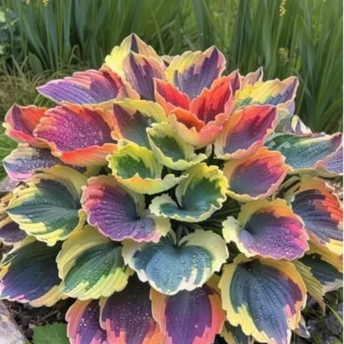 Funkien Rhizoms-Schattentolerante Premium-Stauden Gartenprojekte-Winterhart Geeignet FüR Eingangsbereiche -4 hosta-j