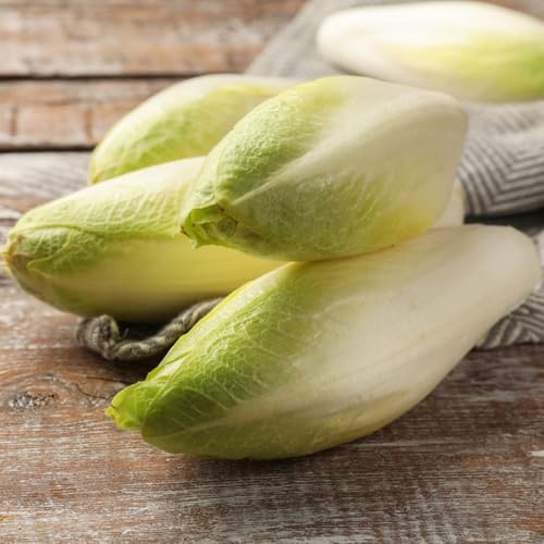 semillas de achicoria resistentes, camas elevadas de achicoria orgánicas de jardín, 200pcs