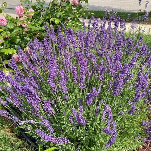 lavendelsamen mehrjährig winterhart, stauden steingarten bio 800pcs